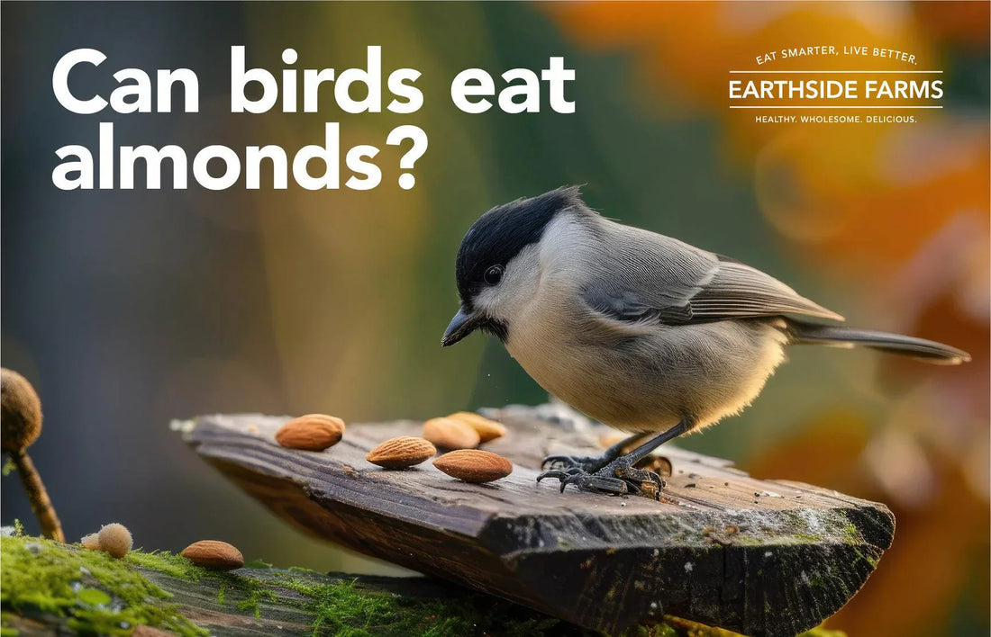 Can Birds Eat Almonds?