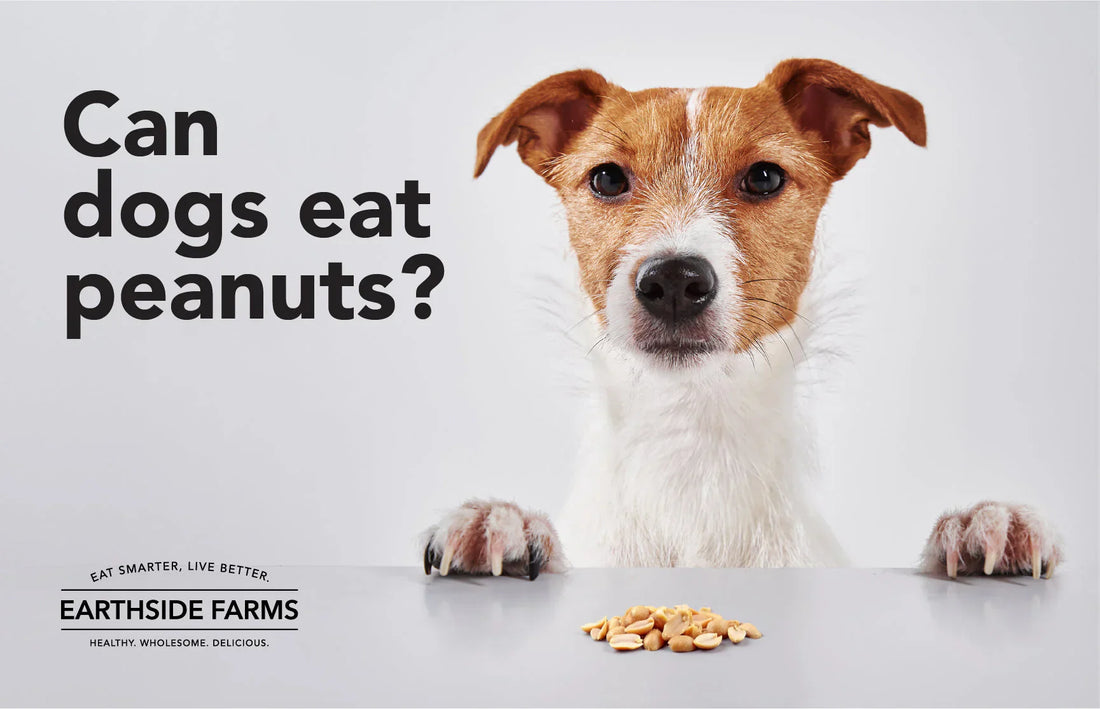 Can My Dog Eat Peanuts?
