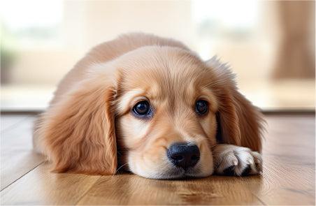 Can My Dog Eat Dried Mangoes?