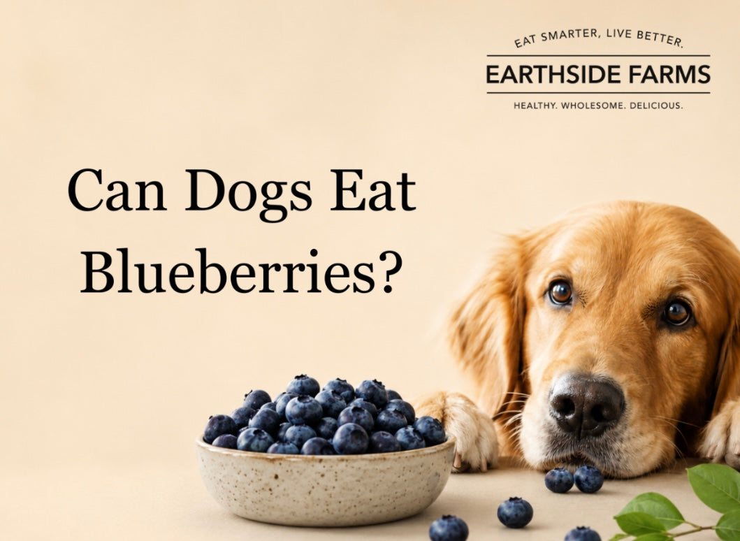 Can Dogs Eat Blueberries?