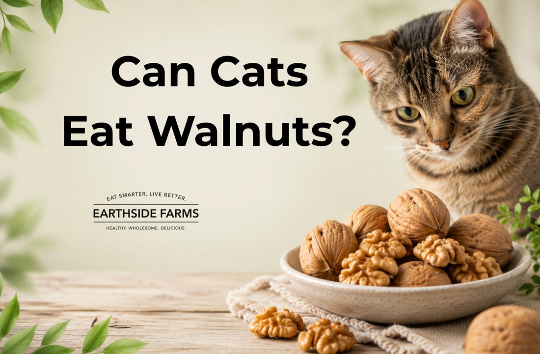 Can Cats Eat Walnuts?