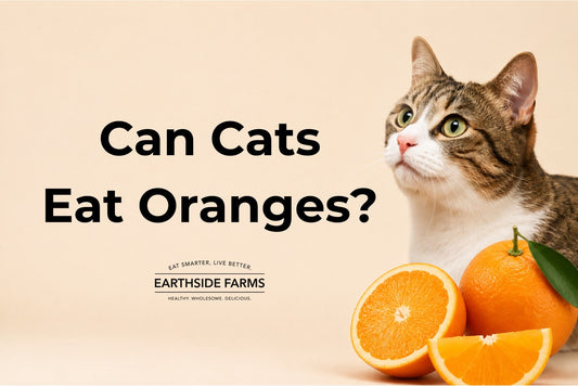 Tabby cat beside fresh oranges, can cats eat oranges