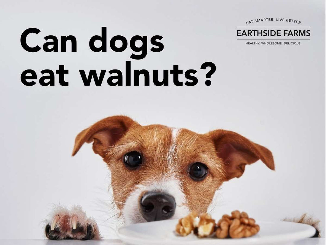 can-dogs-eat-walnuts